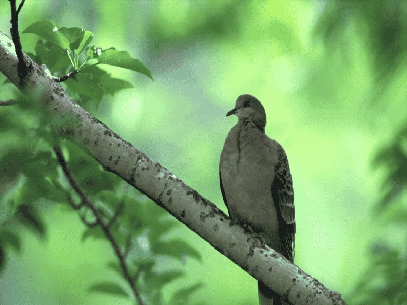 陈女士成功案例